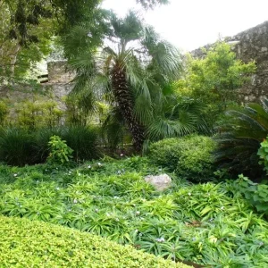 Katie's Dwarf Blue Ruellia Live Plants - Set of 3, 3-6