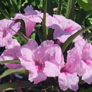 Katie's Dwarf Pink Ruellia Live Plant – Set of 3, 3-6