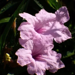 Katie's Dwarf Pink Ruellia Live Plant – Set of 3, 3-6