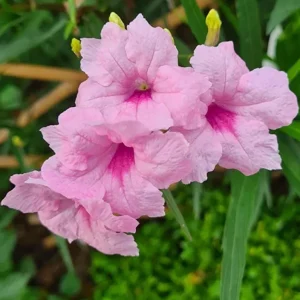 Katie's Dwarf Pink Ruellia Live Plant – Set of 3, 3-6