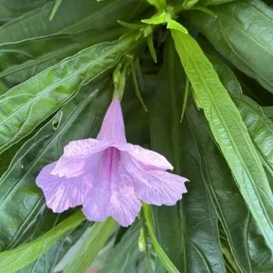 Katie's Dwarf Pink Ruellia Live Plant – Set of 3, 3-6