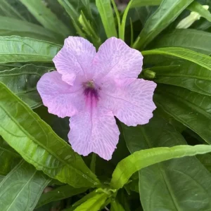 Katie's Dwarf Pink Ruellia Live Plant – Set of 3, 3-6