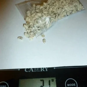 King Oyster Mushroom Spores Spawn (Eryngii) - Mycelium on Dry Seeds - Image 2