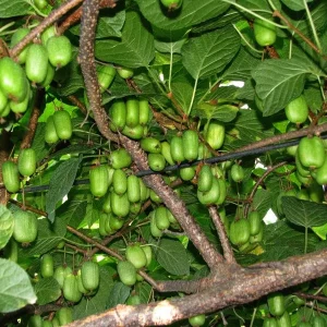 Kiwi Anna Ananasnaja Female Live Plant – Cold Hardy Vines for Zones 4-9 - Image 3