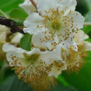 Kiwi Anna Ananasnaja Female Live Plant – Cold Hardy Vines for Zones 4-9 - Image 4