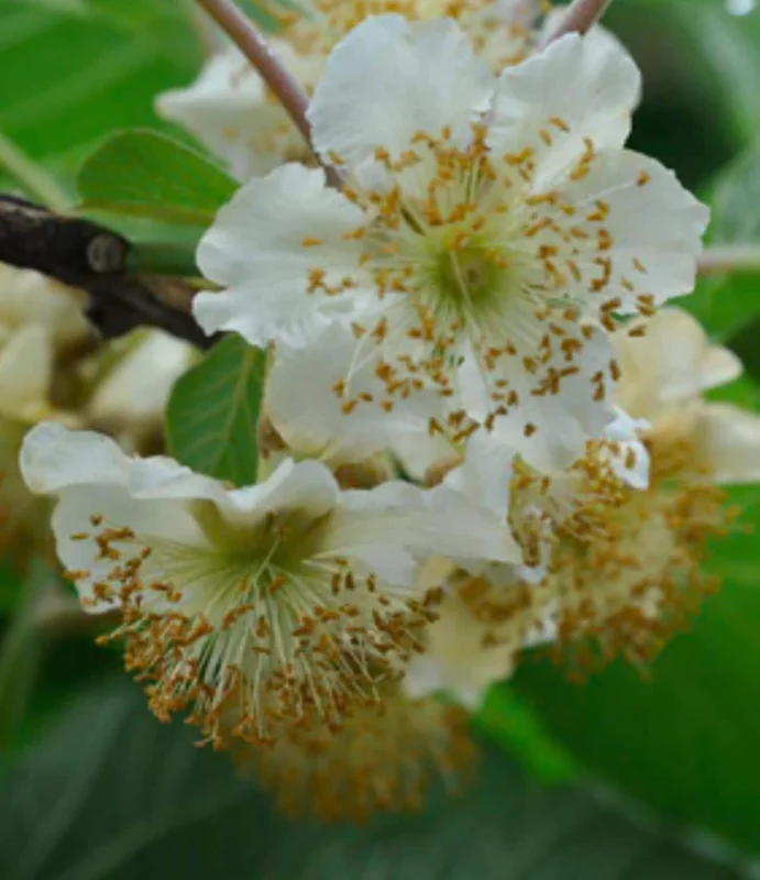 Kiwi Anna Ananasnaja Female Live Plant – Cold Hardy Vines for Zones 4-9 - Image 4