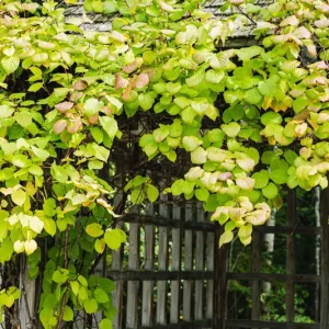 Kiwi Anna Ananasnaja Female Live Plant – Cold Hardy Vines for Zones 4-9 - Image 5