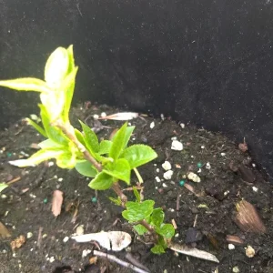 Kiwi Anna Ananasnaja Female Live Plant – Cold Hardy Vines for Zones 4-9 - Image 6