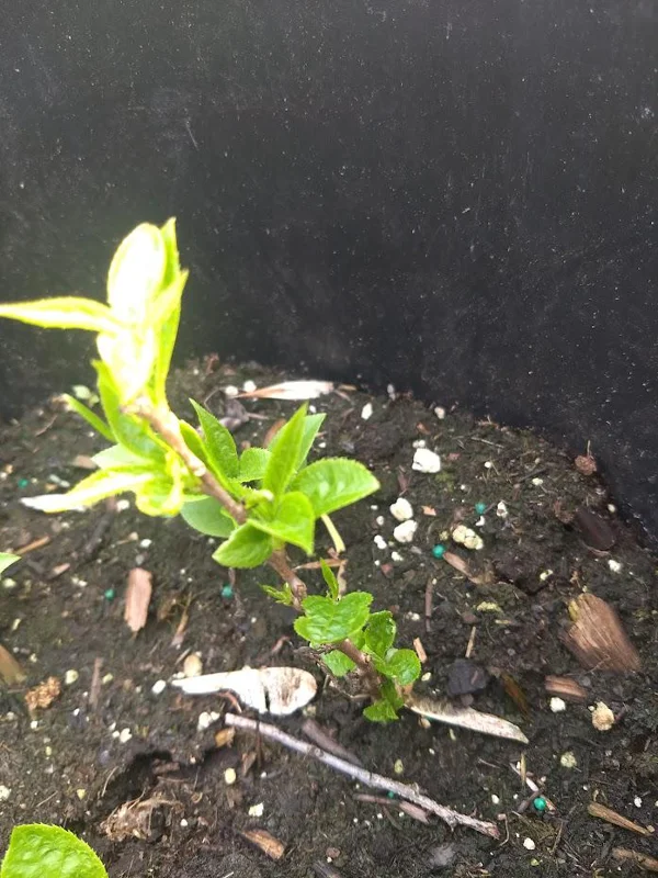 Kiwi Anna Ananasnaja Female Live Plant – Cold Hardy Vines for Zones 4-9 - Image 6