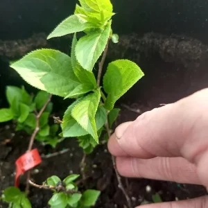 Kiwi Anna Ananasnaja Female Live Plant – Cold Hardy Vines for Zones 4-9 - Image 7