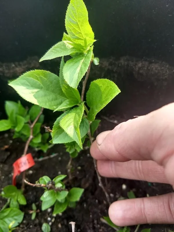 Kiwi Anna Ananasnaja Female Live Plant – Cold Hardy Vines for Zones 4-9 - Image 7