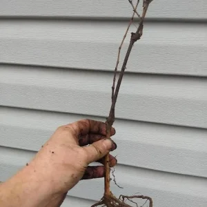 Kiwi Anna Ananasnaja Female Live Plant – Cold Hardy Vines for Zones 4-9 - Image 8