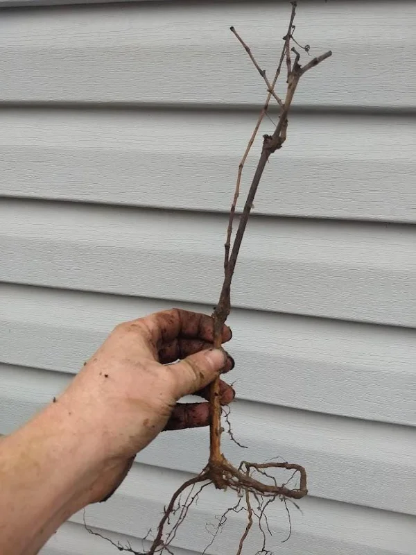 Kiwi Anna Ananasnaja Female Live Plant – Cold Hardy Vines for Zones 4-9 - Image 8