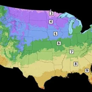 Kiwi Anna Ananasnaja Female Live Plant – Cold Hardy Vines for Zones 4-9 - Image 9