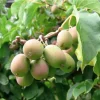 Kiwi Anna Ananasnaja Female Live Plant – Cold Hardy Vines for Zones 4-9 - Image 1