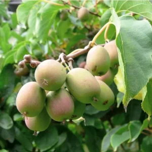 Kiwi Anna Ananasnaja Female Live Plant – Cold Hardy Vines for Zones 4-9 - Image 1
