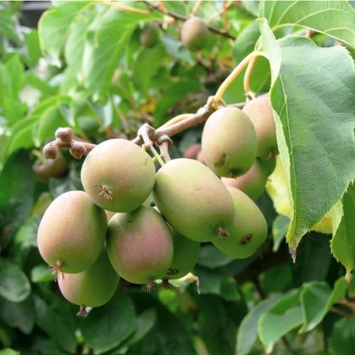 Kiwi Anna Ananasnaja Female Live Plant – Cold Hardy Vines for Zones 4-9 - Image 1