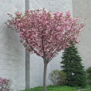 Kwanzan Flowering Cherry Tree Live Plant - 1 Gallon Pot - Outdoor - Image 2