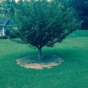 Kwanzan Flowering Cherry Tree Live Plant - 1 Gallon Pot - Outdoor - Image 4