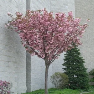 Kwanzan Flowering Cherry Tree Live Plant - Double Pink Blooms, 6-12