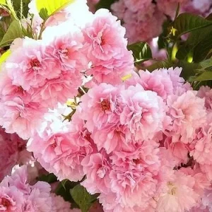 Kwanzan Flowering Cherry Tree Live Plant - Double Pink Blooms, 6-12