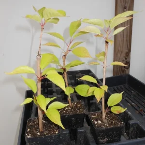 Kwanzan Flowering Cherry Tree Live Plant - Double Pink Blooms, 6-12