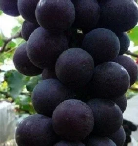 Kyoho Grape Vine Cuttings - 3 Pack Edible Fruit Vitis Live Plant Outdoor - Image 2