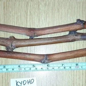 Kyoho Grape Vine Cuttings - 3 Pack Edible Fruit Vitis Live Plant Outdoor - Image 3