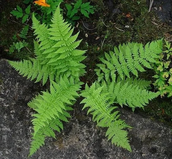 Lady Fern Bare Root Rhizomes - 5 Pack, Hardy Perennial for Shade Gardens - Image 1