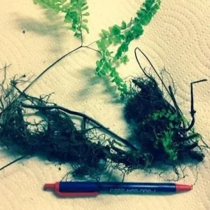 Lady Fern Bare Root Rhizomes - 5 Pack, Hardy Perennial for Shade Gardens - Image 2