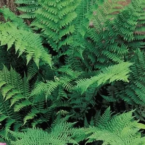 Lady Fern Bare Root Rhizomes - 5 Pack, Hardy Perennial for Shade Gardens - Image 3