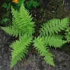 Lady Fern Bare Root Rhizomes - 5 Pack, Hardy Perennial for Shade Gardens - Image 1