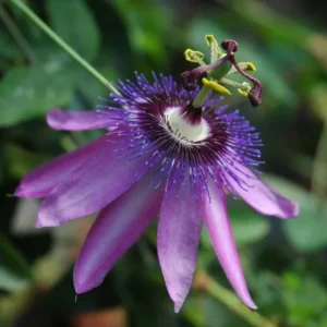 Lady Lavender Passionflower Live Vine - Passiflora Starter Plant 4-6
