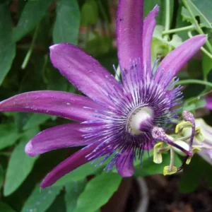 Lady Lavender Passionflower Live Vine - Passiflora Starter Plant 4-6