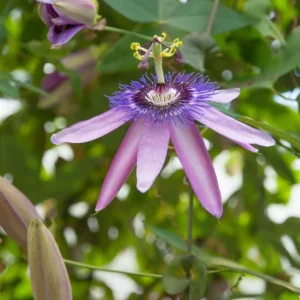 Lady Lavender Passionflower Vine Live Plant - Passiflora - 4-6