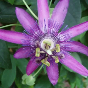 Lady Lavender Passionflower Vine Live Plant - Passiflora - 4-6