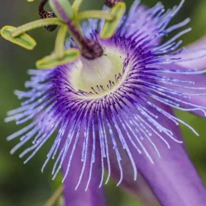 Lady Lavender Passionflower Vine Live Plant - Passiflora - 4-6