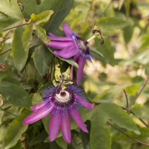 Lady Lavender Passionflower Vine Live Plant - Passiflora - 4-6