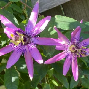 Lady Lavender Passionflower Vine Live Plant - Passiflora - 4-6