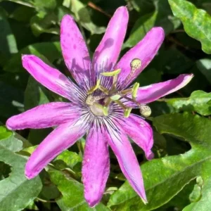 Lady Lavender Passionflower Vine Live Plant - Set of 3 Starters, 4-6