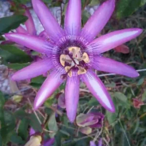 Lady Lavender Passionflower Vine Live Plant - Set of 3 Starters, 4-6