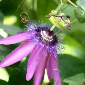 Lady Lavender Passionflower Vine Live Plant - Set of 3 Starters, 4-6