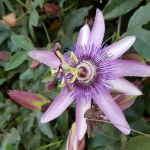 Lady Lavender Passionflower Vine Live Plant - Set of 3 Starters, 4-6