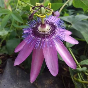 Lady Lavender Passionflower Vine Live Plant - Set of 3 Starters, 4-6