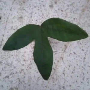 Lady Lavender Passionflower Vine Live Plant - Set of 3 Starters, 4-6