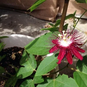 Lady Margaret Passion Flower Live Plant, 4-6