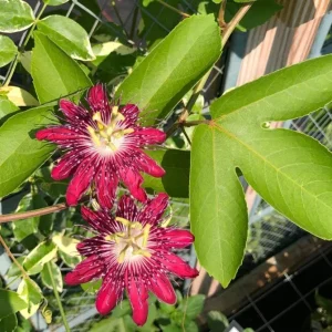 Lady Margaret Passion Flower Live Plant, 4-6