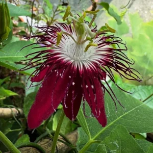 Lady Margaret Passion Flower Live Plants - Set of 4, 4-6