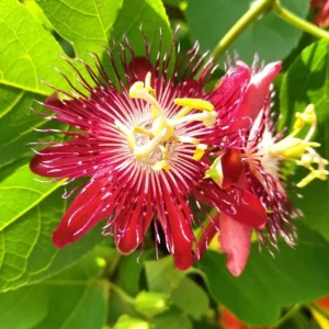 Lady Margaret Passion Flower Live Plants - Set of 4, 4-6