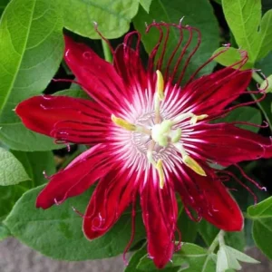 Lady Margaret Passionflower Live Plant – 5-9